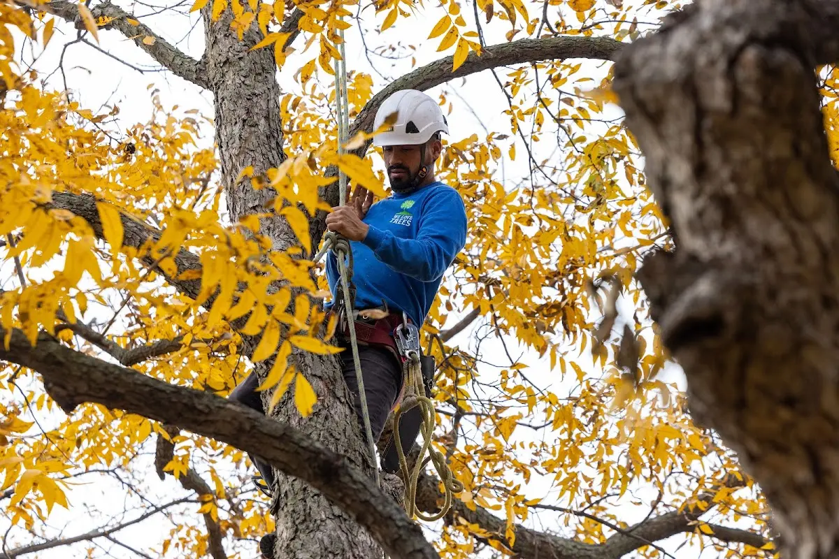 Skilled Tree Transplanting crew working in Ringgold